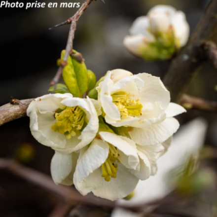 Chaenomeles speciosa 'Nivalis' - Cognassier du Japon