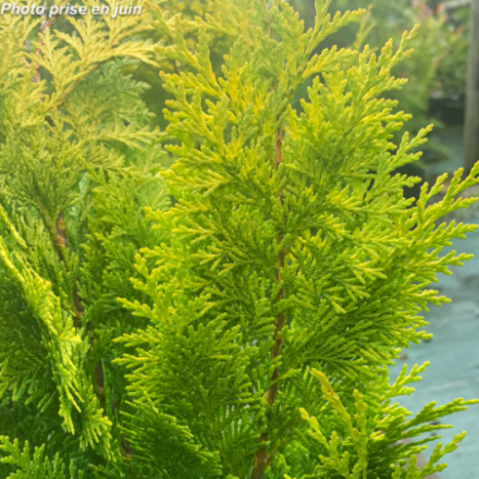 Chamaecyparis lawsoniana 'Stardust'