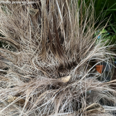 Chamaerops excelsa -...