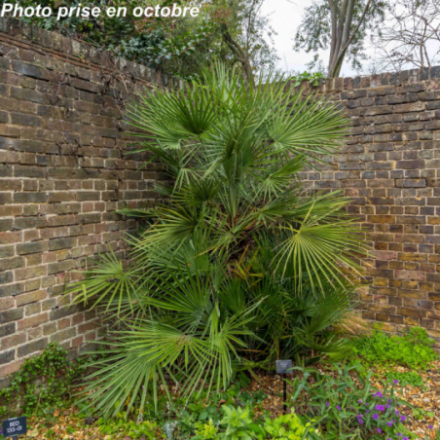 Chamaerops humilis - Palmier