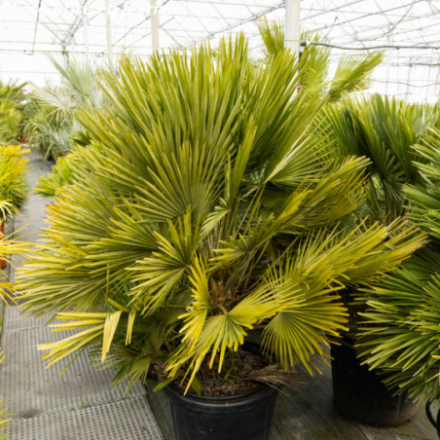 Chamaerops humilis 'Vulcano' - Palmier