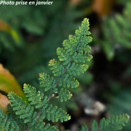 Cheilanthes lanosa