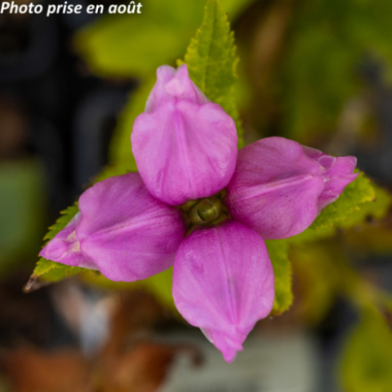 Chelone obliqua