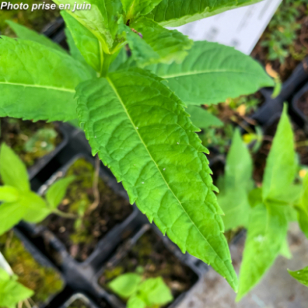 Chelone obliqua 'Alba'