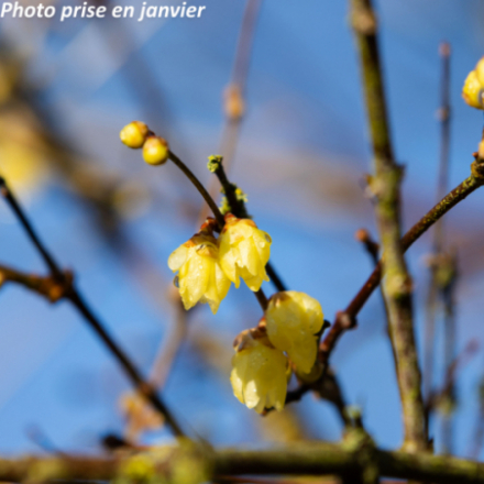 Chimonanthus praecox