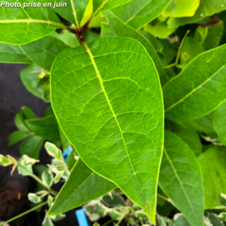 Chionanthus virginicus