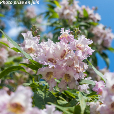 Chitalpa tashkentensis 'Pink Dawn'