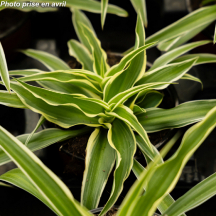 Chlorophytum laxum - Plante Araignée