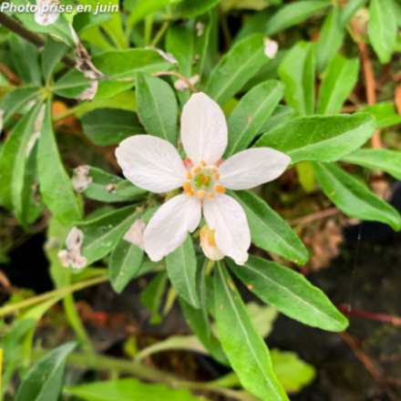 Choisya x 'Greenfingers Lissfing' - Oranger du Mexique