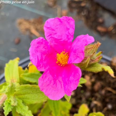 Cistus crispus