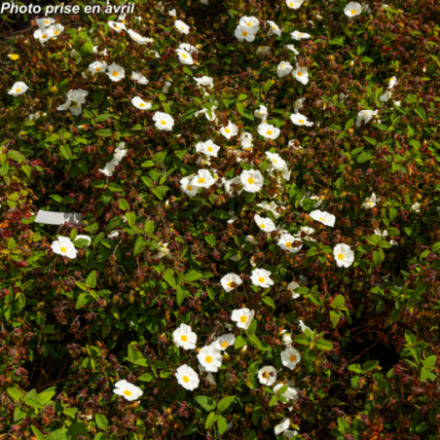 Cistus x corbariensis