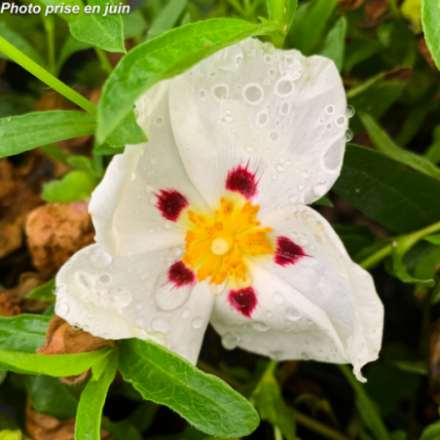 Cistus x dansereaui 'Decumbens'