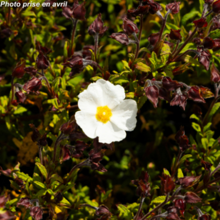Cistus x florentinus