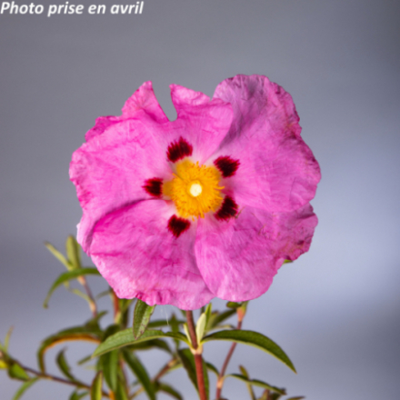 Cistus x purpureus