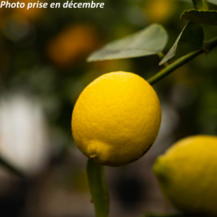 Citrus aurantifolia -...