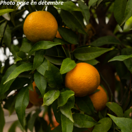 Citrus clementina - Clémentinier