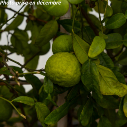 Citrus hystrix - Combava