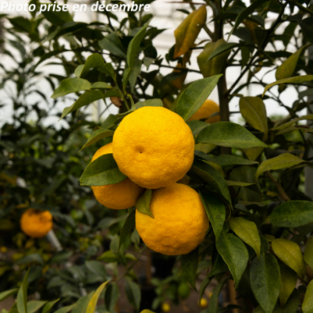 Citrus junos 'Yuzu' -...