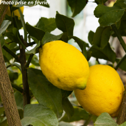 Citrus® limon - Citronnier