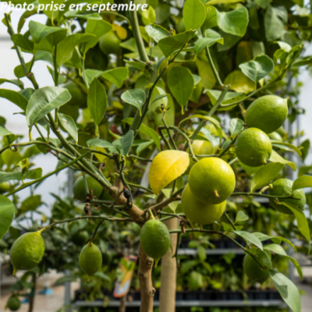 Citrus limon 'Meyer' -...