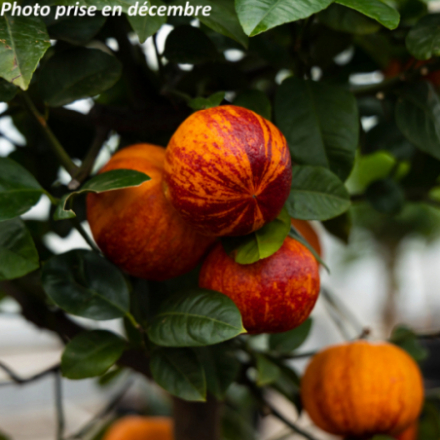 Citrus limon 'Meyer...
