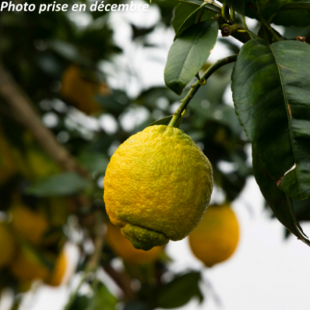 Citrus limon 'Rouge' -...