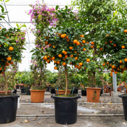 Citrus limonia 'Osbeck' -...