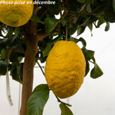 Citrus medica - Cédratier
