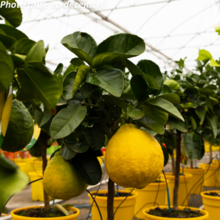Citrus paradisi - Pomelo