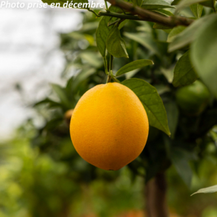 Citrus sinensis - Oranger