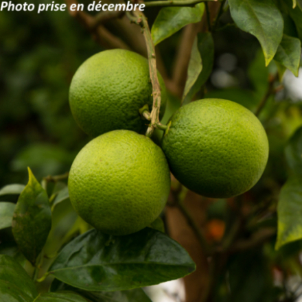 Citrus sinensis 'Tarocco' -...