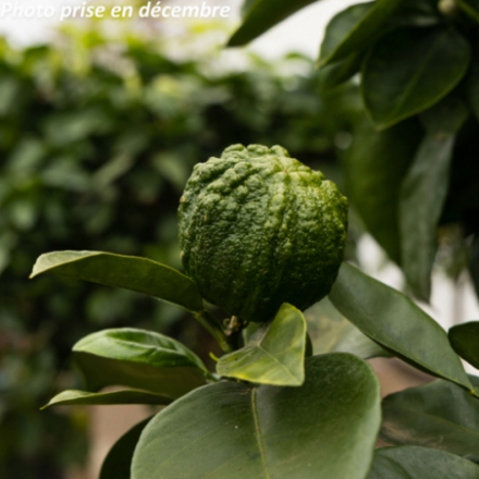 Citrus striata...
