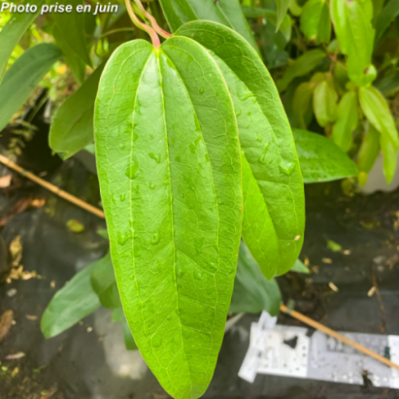 Clematis armandii
