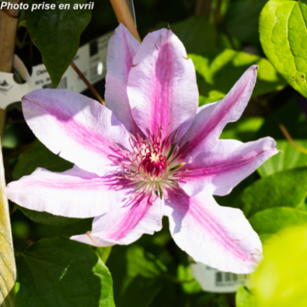 Clematis arundinacea 'Nelly Moser'