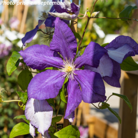 Clematis 'Burbank'