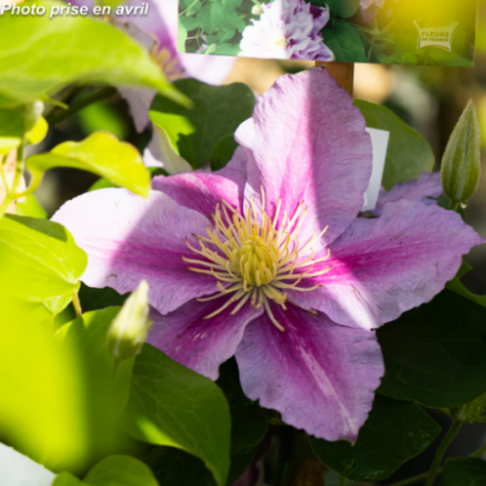 Clematis 'Piilu'