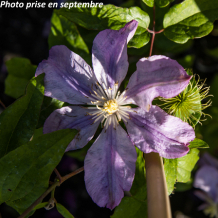 Clematis 'Proteus'
