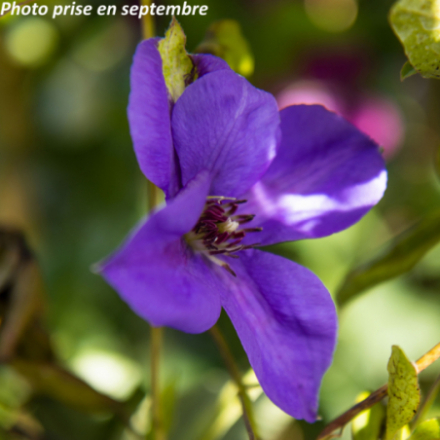 Clematis 'Semu'