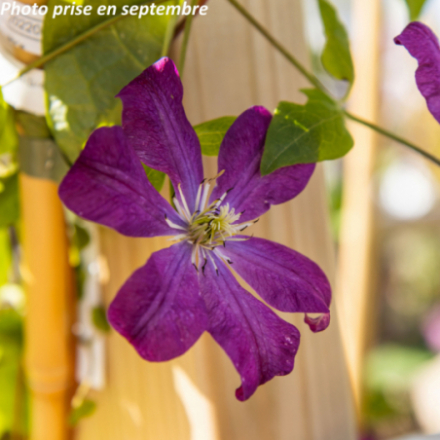 Clematis 'Voluceau'