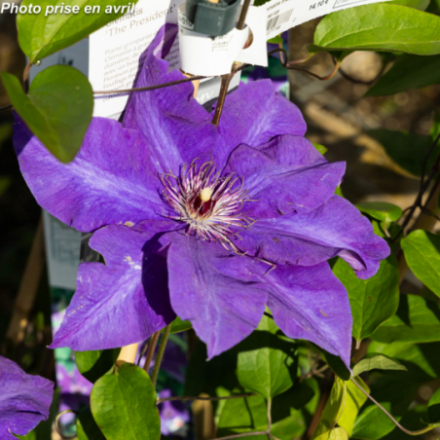 Clematis x 'The President' - Clématite