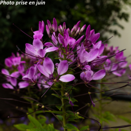 Cleome spinosa - Cléome
