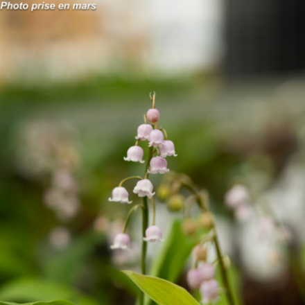 Convallaria majalis 'Rosea'