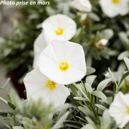Convolvulus 'Cneorum' - Liseron de Turquie
