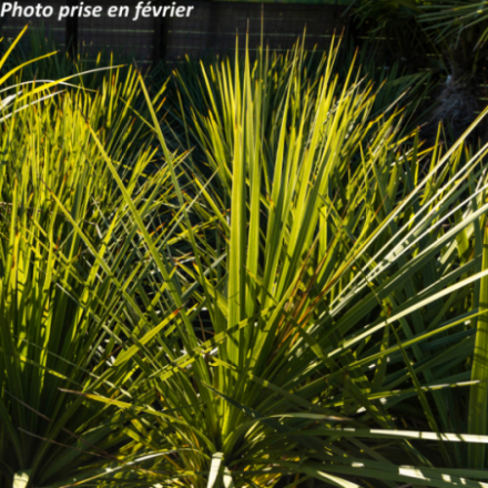 Cordyline australis -...