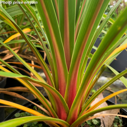 Cordyline australis 'Peko' - Faux Palmier