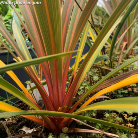 Cordyline australis 'Red Heart'