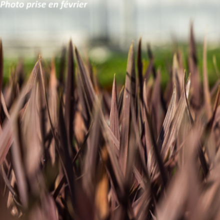 Cordyline australis 'Red Star'