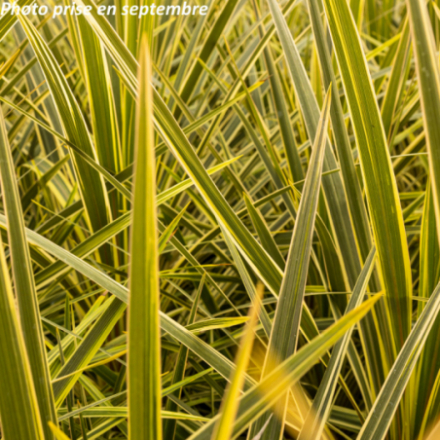 Cordyline australis 'Torbay Dazzler' - Faux Palmier
