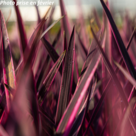 Cordyline x banksii 'Paso Doble®' - Cordyline