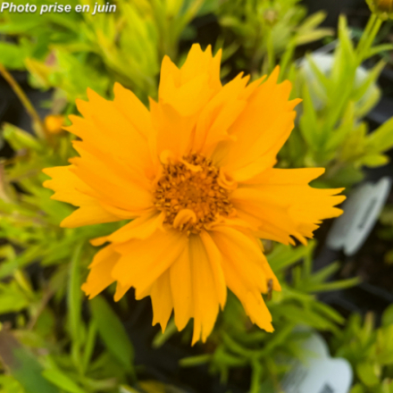 Coreopsis grandiflora 'Early Sunrise'